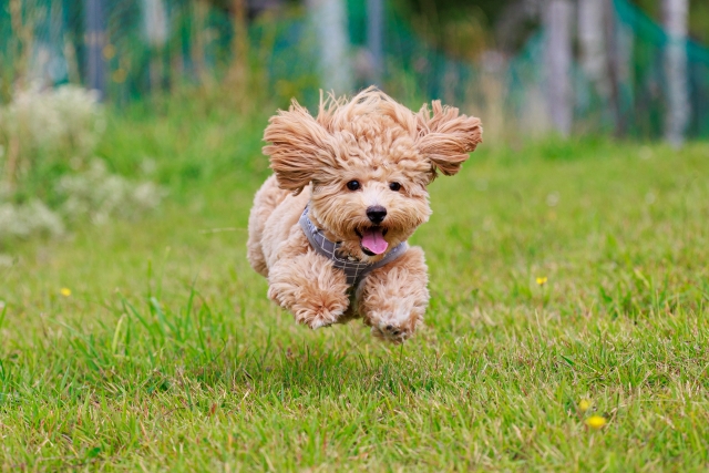 原っぱを嬉しそうに走り回る犬のイメージ