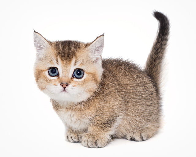 株式会社犬の家のフォトギャラリー4