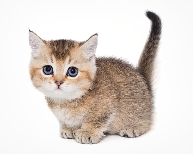 株式会社犬の家のフォトギャラリー2