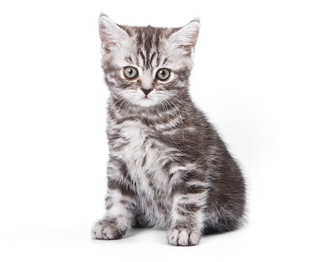 株式会社犬の家のフォトギャラリー1