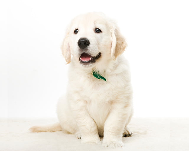 株式会社犬の家のフォトギャラリー2