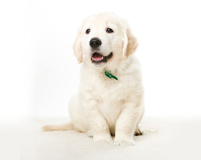 株式会社犬の家のフォトギャラリー2