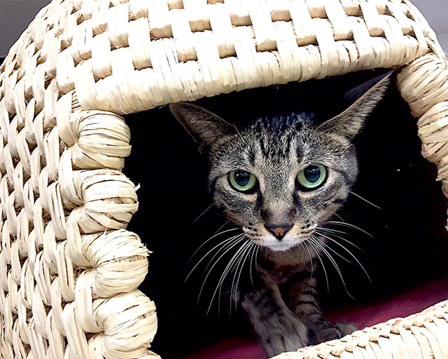 株式会社清談社のフォトギャラリー1