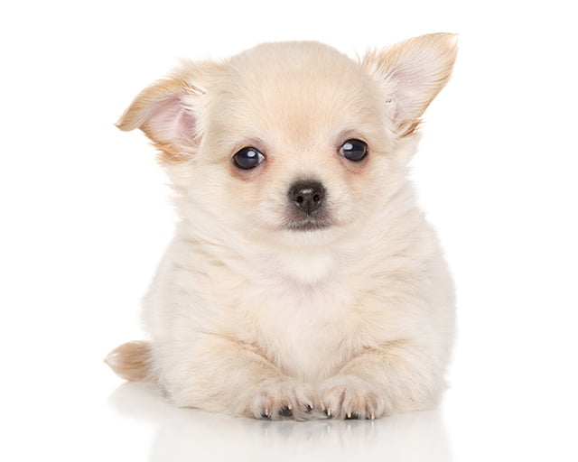 株式会社犬の家のフォトギャラリー1