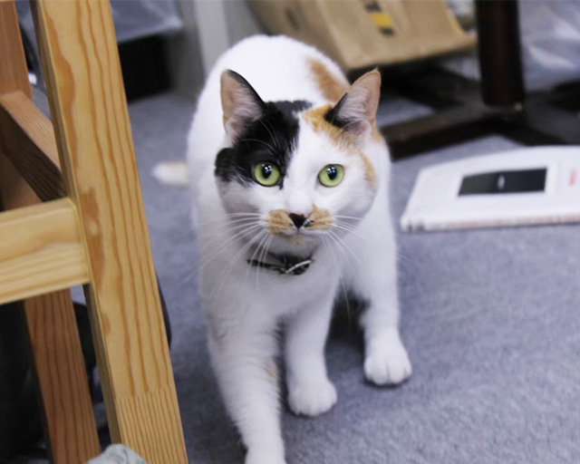 株式会社清談社のフォトギャラリー3