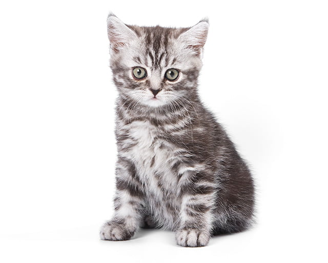 株式会社犬の家のフォトギャラリー3