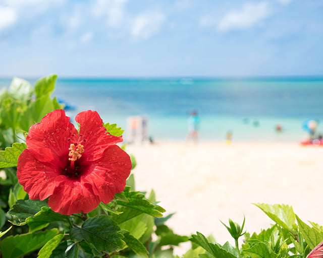 株式会社アールディ・フィールズ沖縄のフォトギャラリー2